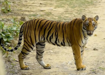 ‘우리 애는 안 물어요~?’…길호랑이 마주친 남성(영상)