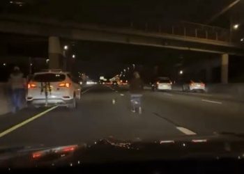 핏불에 놀라 프리웨이 도주 치와와 구출소동(영상)