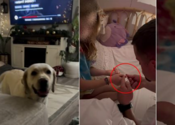 “위험해요! 멍멍”…9살 여아 생명 구한 개(영상)