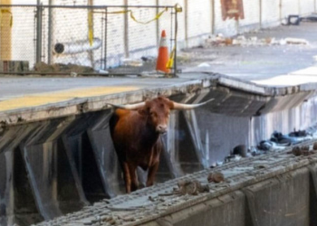 도살장 탈출 기차역에 나타난 황소, SNS 스타 ‘우생역전’