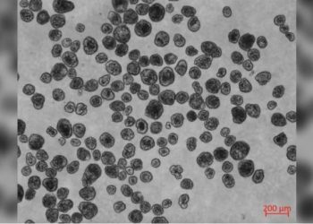 [과학] 인간세포로 로봇 만들었다…앤트로봇