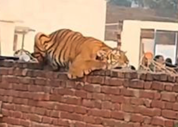 “쉬었다 갈게요”…마을 찾은 호랑이, 무슨 일?