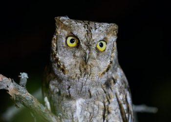 늦게 자는 ‘저녁형인간’…심장질환 걸릴 위험성 높다