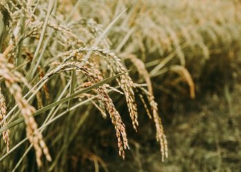 국제 쌀 가격 15년 만에 최고치