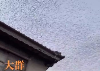 (2보) 지진 피해 지역 자위대 1000명 파견…8500명 대기 중(영상)