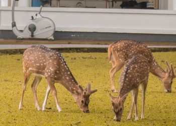 워싱턴 D.C 는 지금  ‘사슴 전쟁’ 중…저격수까지 배치