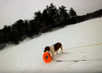 미시간서 얼음 호수 빠진 주인 반려견이 구해(영상)