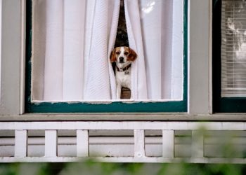 “아파도 자식들 안와”…강아지에게 37억 상속