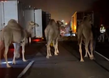 I-69 Fwy서 서커스단 차량 화재…동물 구조작전(영상)