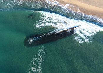 200년만의귀환…19세기 난파선 나타나(영상)