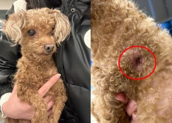 “역대급 악마 견주”…옆구리 잘라 인식칩 빼고 유기