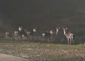 [화제] 사슴에게 빼앗긴 섬, 30년 만에 되찾는다