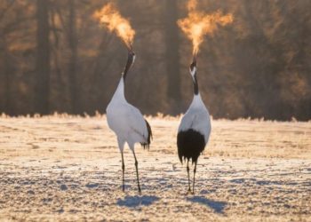 [순간포착] “불 뿜는 두루미’?” 완벽한 타이밍 포착