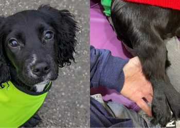 다리 6개, 성기 2개, 신장 1개…유기견 새 삶 찾았다