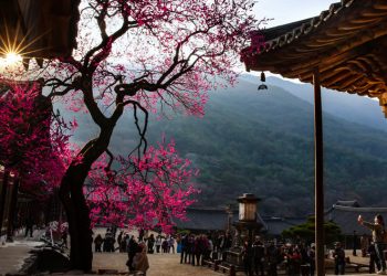 화엄사 지키는 300살 홍매화, 천연기념물 됐다