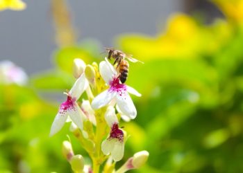 ‘그 많던 꿀 어디로 갔나”…미국 벌꿀 생산 급감 이유