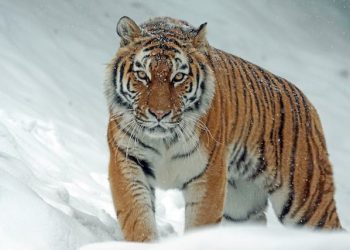 21세기에 웬 호환…러시아 호랑이 피해 급증