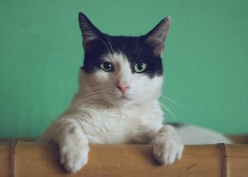 “고양이 입양하세요..80마리 대기”..LA동물보호국