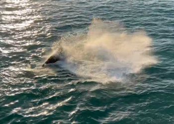 남가주 해변서 회색고래 사냥하는 범고래 포착