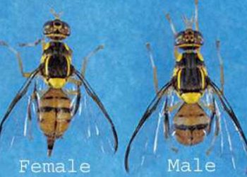 “초파리 초비상” … 남가주 주택 2천곳 정원 과실수 강제벌목