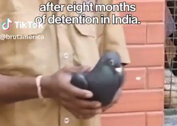 인도, 중국스파이 의심 비둘기 8개월 구금 후 석방(영상)