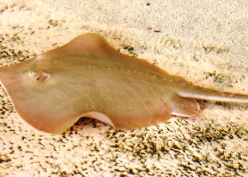 8년 간 수컷 접족 없던 가오리 새끼 4마리 임신 화제