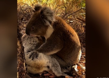 가슴 먹먹…아내 잃고 슬퍼하는 수컷 코알라(영상)
