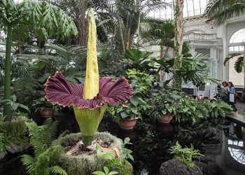 꽃에서 시체 썩는 냄새 ‘시체꽃’ 개화…