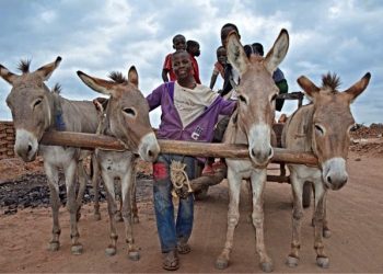 아프리카, 당나귀 가죽 거래금지…중국이 싹쓸이