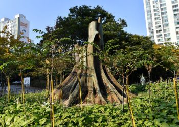 ‘천년의 세월’ 여전히 살아있다…한국의 천년 고목들