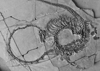 중국서 2억 4000만 년 전 ‘용’ 모양 화석 발견…정체는?