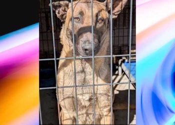 “또..또 개물림 사고”…대형견, 어린아이 덮쳐, 17바늘 꿰메는 중상