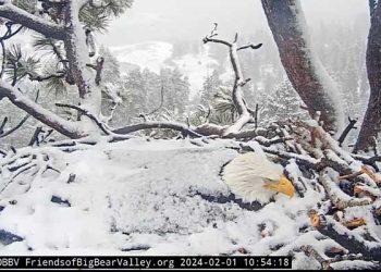 [화제] 빅베어 대머리 독수리의 짠 한 모성애(영상)