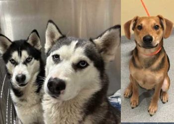 일주일 폭풍우에 집 잃은 애완견 크게 늘어