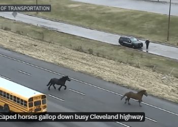말 잃은 경찰 추격전…할 말 잃은 운전자들(영상)