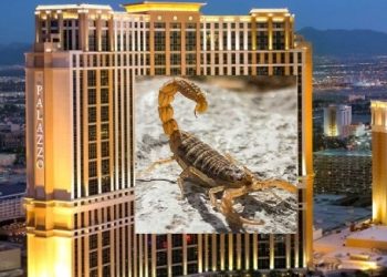 라스베가스 호텔서 봉변..LA남성, 전갈에 고환 찔려