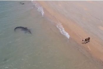 매복한 악어에게 걸린 개의 운명적 최후(영상)