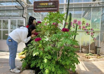 [지금 한국 가면]강진 세계모란공원 `100년생’ 모란 활짝…”서둘러야 감상”