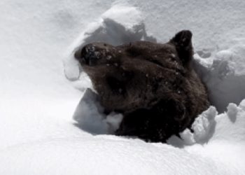 무서운데 귀엽다…스키장서 겨울잠 깬 ‘곰’ 포착(영상)