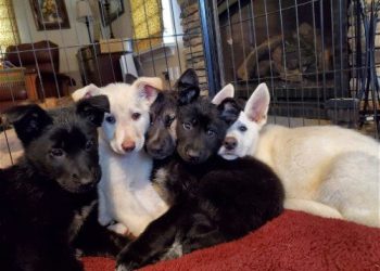 인간이 미안해…숲 속에 새끼 강아지 ’11마리’ 버려져