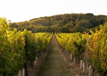 ‘와인의 나라’ 호주서 포도나무 없애는 이유는?