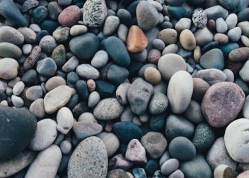 “이상한 나라, 한국”…WSJ, “돌 키우는 한국인들, 지친 삶 돌에게서 위한”