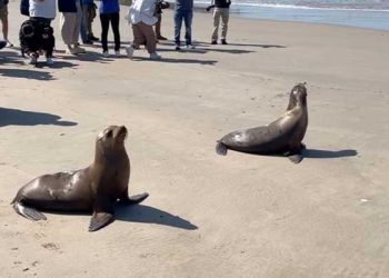 ‘마리나델레이 구조’ 바다 사자 네 마리 방사