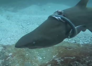 플라스틱 고리 낀 상어 포착 … “오래 못 살 것”(영상)