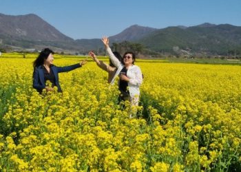 [지금 한국 가면] 유채꽃 ‘노란 물결’ 장관…여기는 어디?