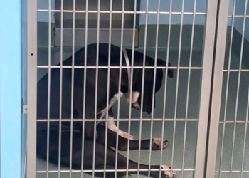 [화제] 안락사 앞둔 유기견 고개 ‘푹’ … 사람들 ‘펑펑’ 울려(영상)