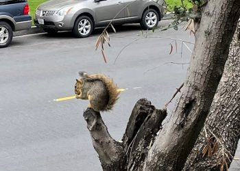 [오늘의 한 컷]  다람쥐도 한인타운 봄 나들이