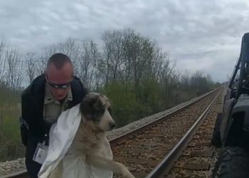 기차에 치인 개 ‘끙끙’…사흘 만에 셰리프가 구조(영상)