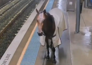 [이런일도]”말이 기차 타러 왔어요”…말장난인 줄(영상)