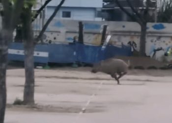 도심 멧돼지 2마리 출몰…사살되고 차에 치여 숨져(영상)